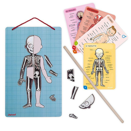 Janod Układanka magnetyczna Ciało człowieka