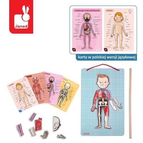 Janod Układanka magnetyczna Ciało człowieka