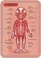 Janod Układanka magnetyczna Ciało człowieka 