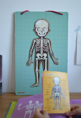 Janod Układanka magnetyczna Ciało człowieka