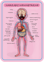 Janod Układanka magnetyczna Ciało człowieka 
