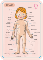 Janod Układanka magnetyczna Ciało człowieka 